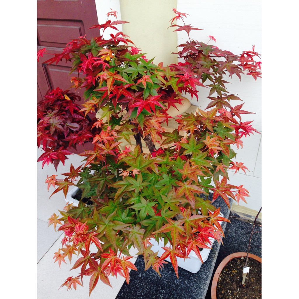 Hạt giống cây phong lá đỏ - tặng kèm 1 gói hạt giống ngẫu nhiên