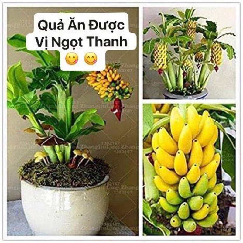 Chuối cảnh mini