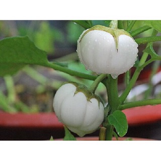 Hạt giống cà pháo, Cà Giòn, Cà Muối (2 Màu: Cà trắng, cà pháo tím - Nãy mầm 90%)