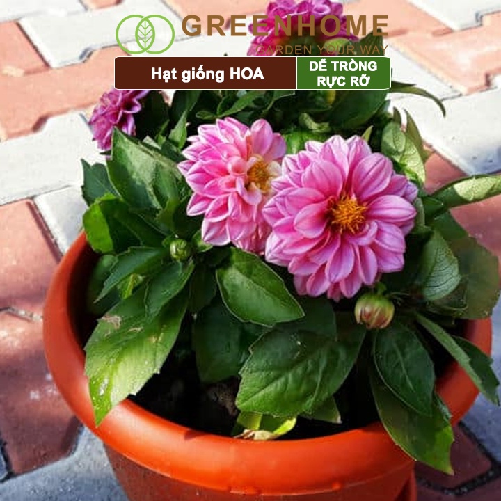 Hạt giống hoa các loại Greenhome, trồng chậu, dễ trồng, chịu nhiệt, trồng quanh năm, nhanh ra hoa