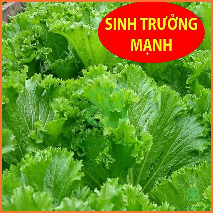 Hạt Giống Cải Bẹ Mào Gà Cao Sản 20Gr Sinh Trưởng Nhanh, Chống Chịu Tốt