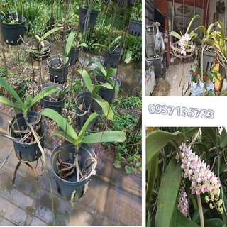 cây lan ngọc điểm rừng