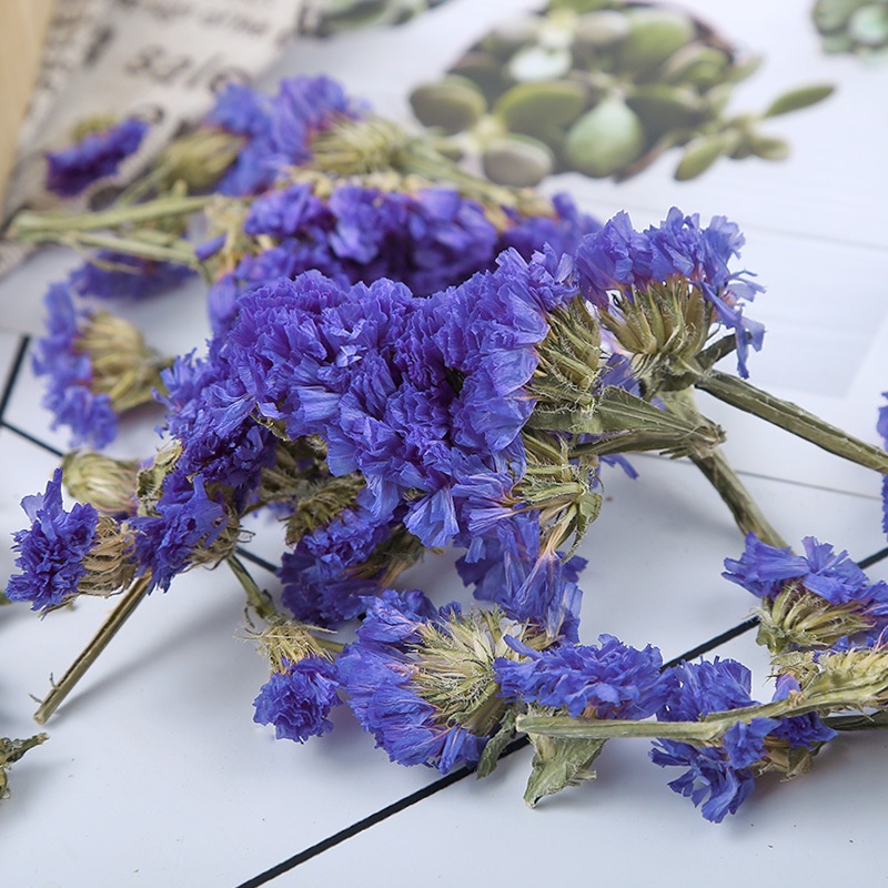 hoa lưu ly sấy khô làm trà trang trí nến 1 kí _trathaomocsi