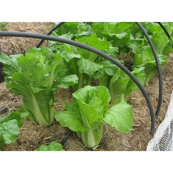 Hạt Giống Cải Thảo Chịu Nhiệt TH Garden - Hạt Giống Rau Cải Thảo Dễ Trồng Dễ Chăm Sóc - Tỉ Lệ Nảy Mầm Cao