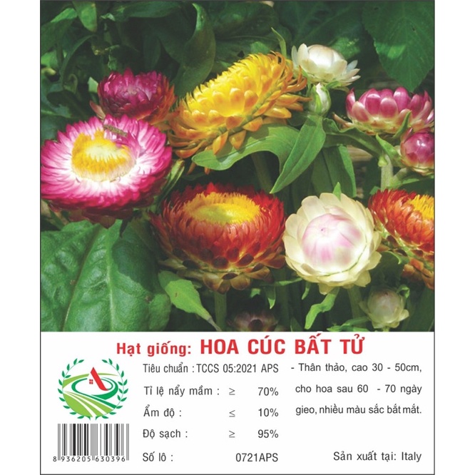 Hạt giống hoa Cúc Bất Tử