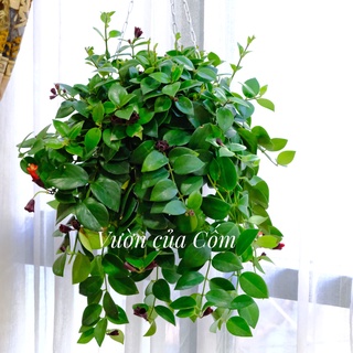 Cây son môi kết hợp cùng trậu treo sắt decor trồng cây , thích hợp trang trí ở ban công chung cư , mái hiên , quán cafe