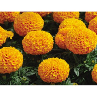 hạt giống cúc vạn thọ vàng cam 50 hạt