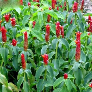 Cây giống hoa phúc lộc thọ
