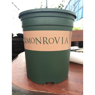 Chậu Trồng Cây Mon 7gl hàng nhập khẩu