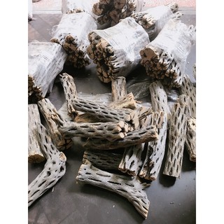 Lũa Cholla Trang Trí Bể Cá
