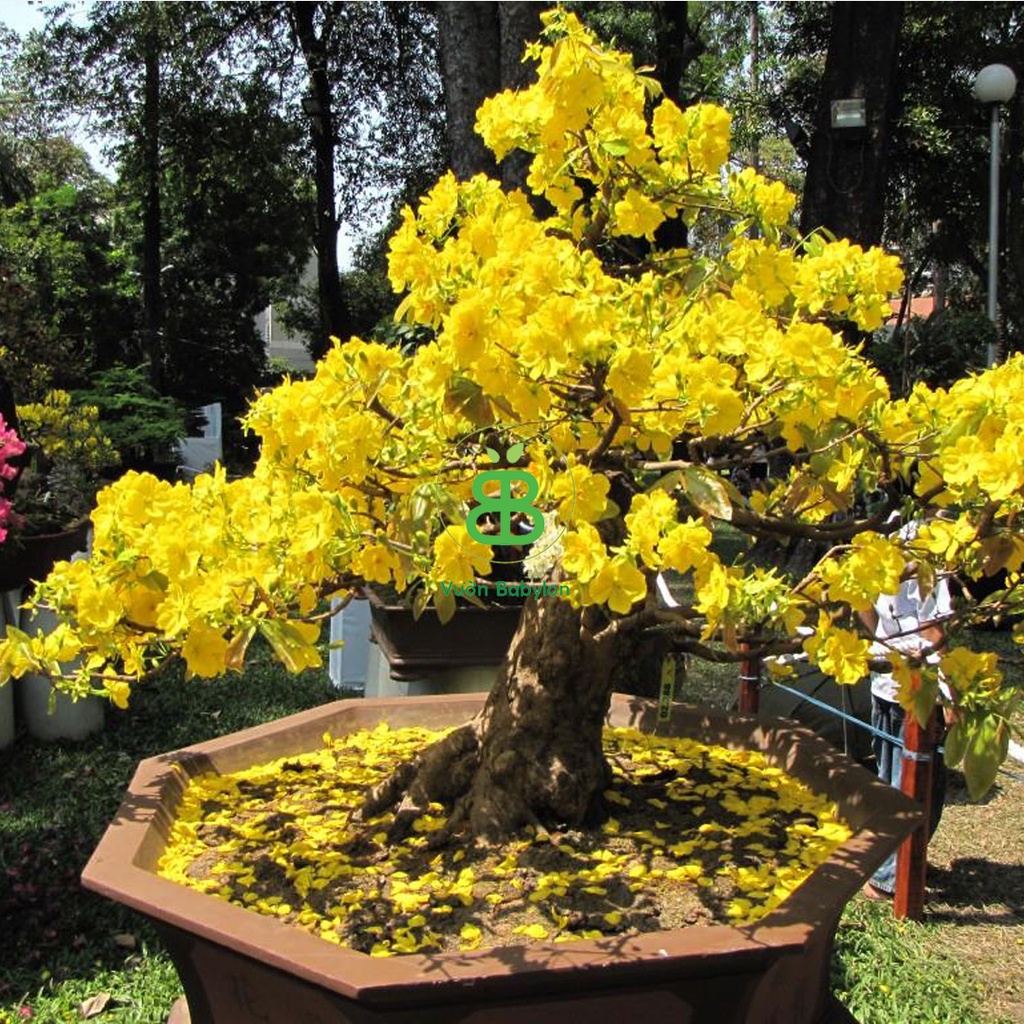 Thuốc Chống Rụng Hoa Mai, Hoa Lan, Hoa Hồng