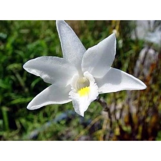 Hoa lan bạch câu