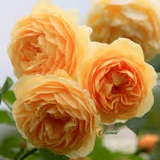 (SALE)Hoa hồng leo vàng Golden celebration Rose cực xinh