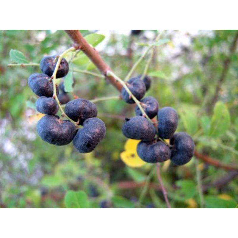 10 Hạt Giống cây Phèn Đen / Cây Mực Naturalism