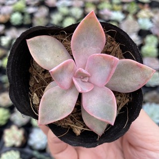 Sen đá cầu vồng. Sen đá 7 màu