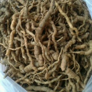 Ba kích  rừng