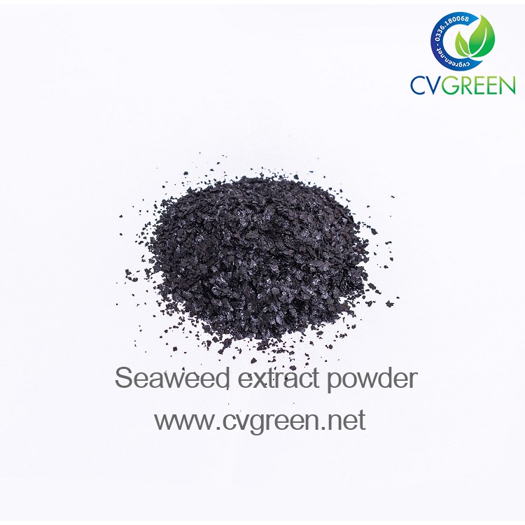 Bột rong biển (Seaweed extract powder) dạng bột, vảy tan 100% (gói 1kg)