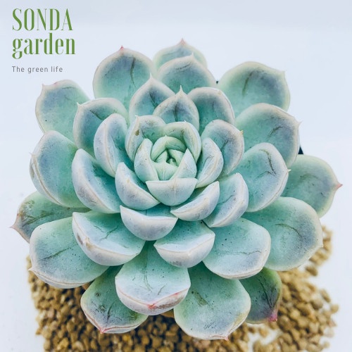 Sen đá móng tay SONDA GARDEN size bé 5-8cm, xuất xứ Đà Lạt, khoẻ đẹp, lỗi 1 đổi 1