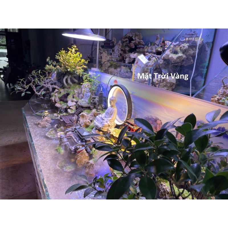 Hồ bán cạn tiểu cảnh CEO phong cách Kelsey Mặt Trời Vàng siêu độc đáo