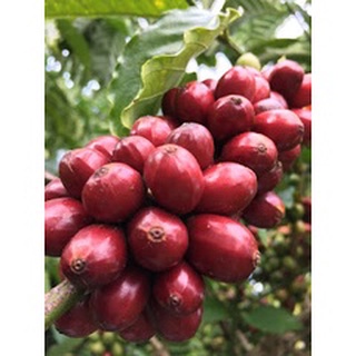 Cây Cà Phê arabica (Giống Chuẩn)