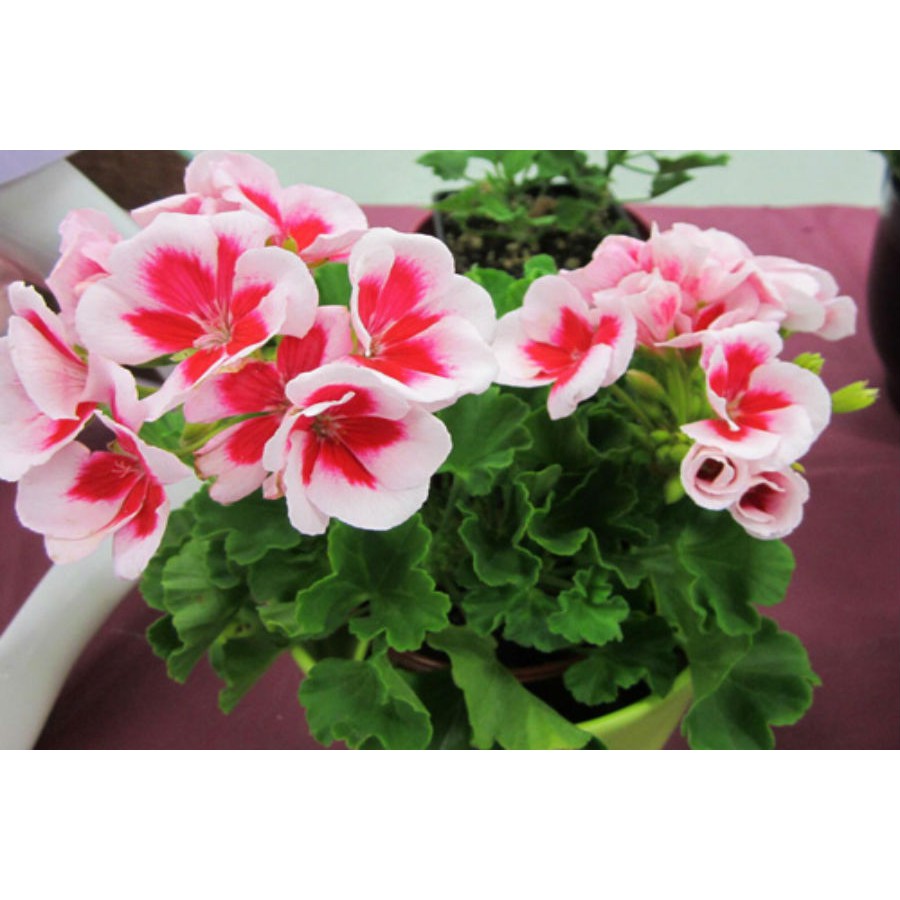 [GIÁ GỐC] Hạt giống hoa Phong Lữ Thảo nhiều màu - 10 hạt