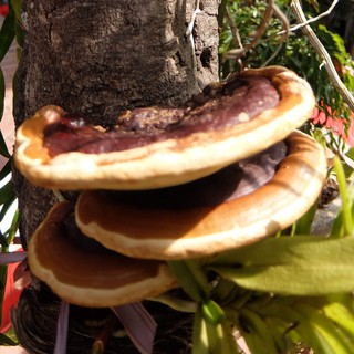 Nấm Linh Chi Rừng (Hồng Chi Việt Nam)