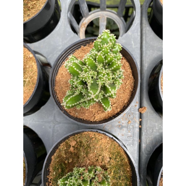 Chậu cứng Xương rồng khế