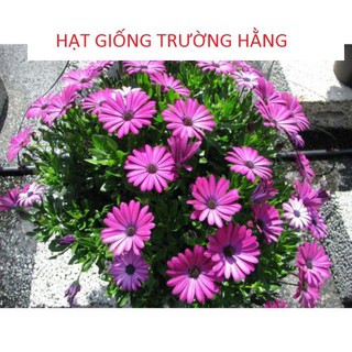 Hạt Giống Cúc Châu Phi Mix ( 20 hạt )
