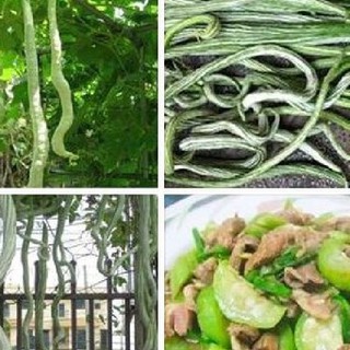 Hạt giống mướp rắn Nhật Bản  5 hạt (TẶNG gói kích thích hỗ trợ hạt nảy mầm)