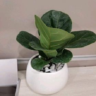Cây bàng sing [Kèm chậu sứ+ đá trắng] [ Sale ]
