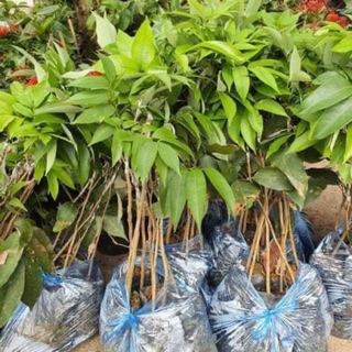 Cây vải thiều ghép, cây đẹp, ghép chuẩn mắt