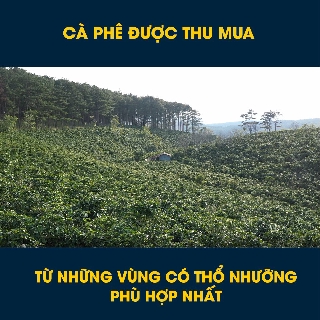 Cà phê Arabica rang xay - An Viên Cafe