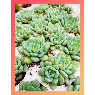 SEN ĐÁ MINI Đà Lạt 9 LOẠI ngẫu nhiên 🌈 siêu CUTE 🌵HƯ 1 ĐỔI 1