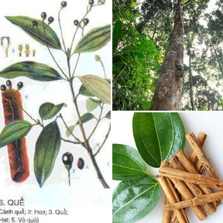 BẦU CÂY QUẾ GIỐNG -cam kết giống chuẩn