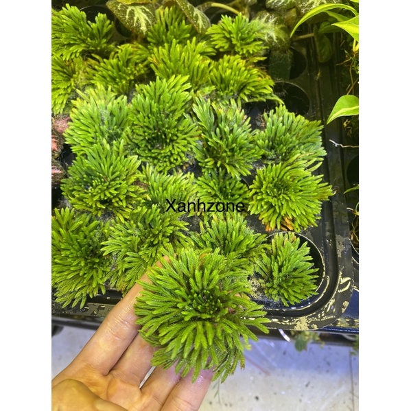 Trường sinh thảo, cây mini cây thân rễ thuần nước trồng bán cạn, terrarium, non bộ, làm tiểu cảnh