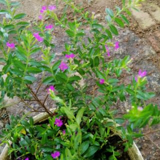 Cây giống cẩm tú mai