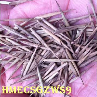Hạt giống tre xanh Nanzhu Gangzhu Hạt giống tre bốn mùa 20h