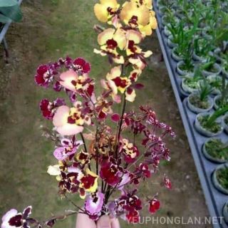Combo Vũ nữ Bút Chì 4cay 150k