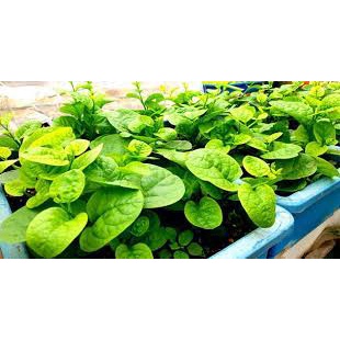 (Gói 20 Gram  )Hạt Giống Rau Mồng Tơi F1 Loại Siêu Dễ Trồng, Dễ Thu Hoạch -Tổng kho hạt giống giá rẻ