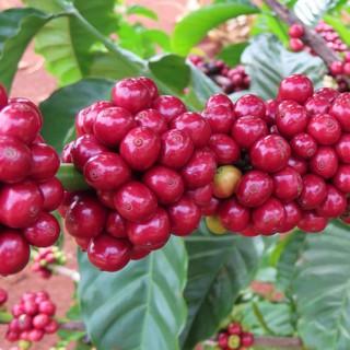 Cà phê nguyên chất CULI - BAKA Coffee