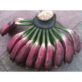Chuối hột rừng cả quả 2kg