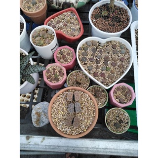 10 cây sen mông - lithops.(2k/cây. tối thiểu 10 cây cho một đơn hàng) .