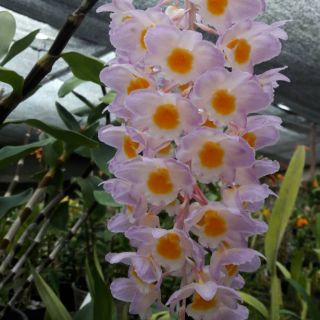 Hoa lan kiều tím Thái