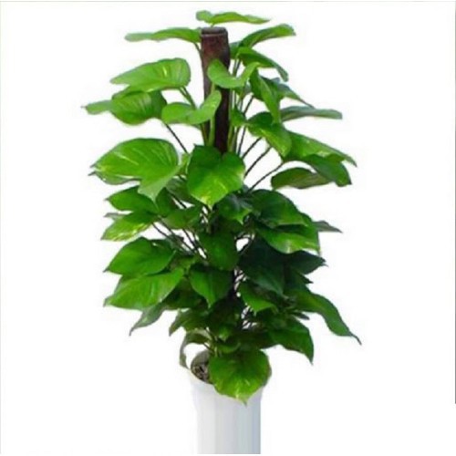 CHẬU CÂY TRẦU BÀ LEO CỘT SIÊU ĐẸP, MANG LẠI MAY MẮN- VƯỢNG PHONG THỦY CHO GIA CHỦ - CCTBLCCPT