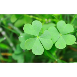 Hạt giống cỏ ba lá - 50 hạt