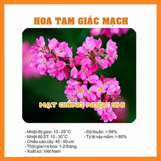 Hạt Giống Hoa Tam Gíac Mạch - 10Gr
