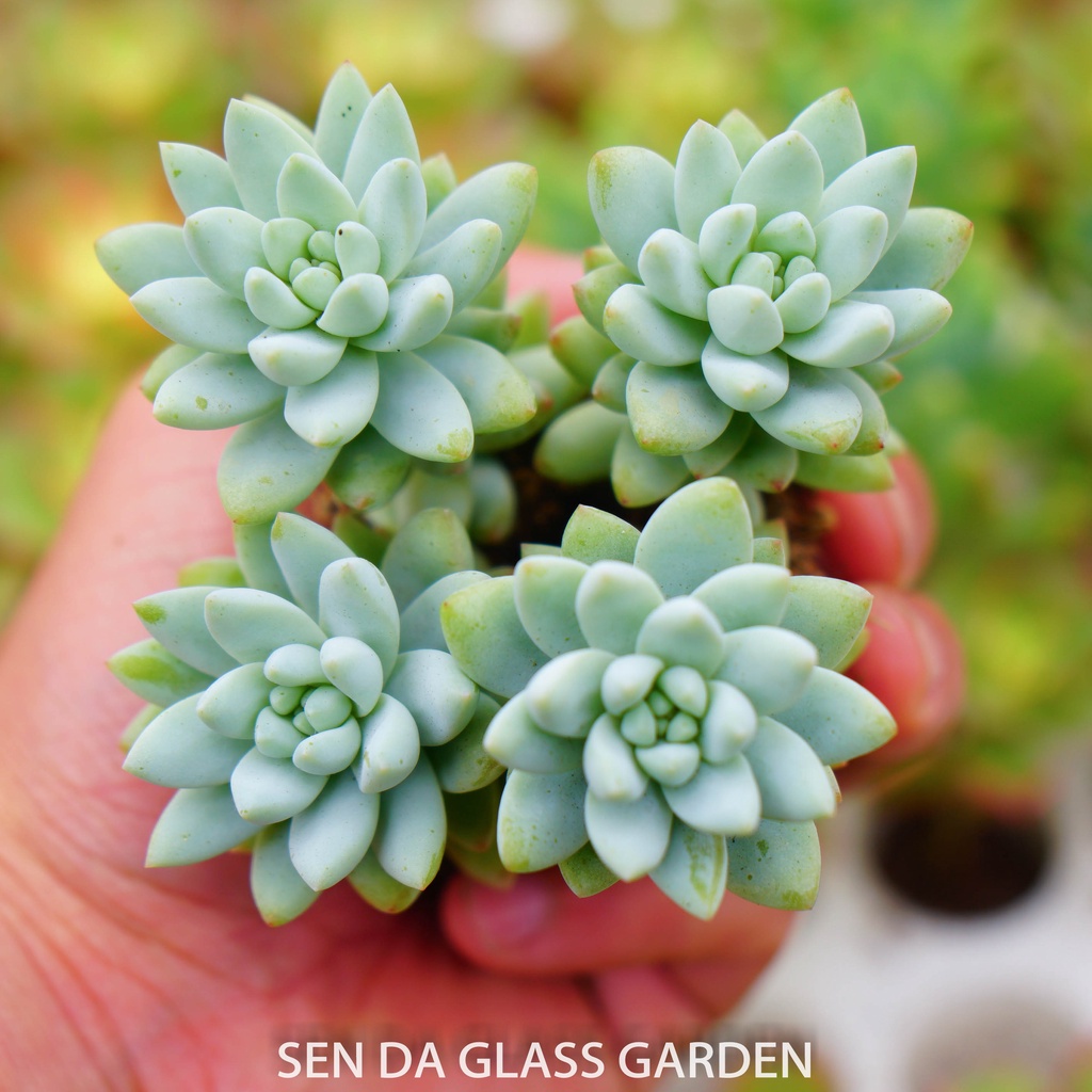 Sen đá chuỗi ngọc lam size GLASS GARDEN mini 3-4cm, sen đá mini Đà Lạt