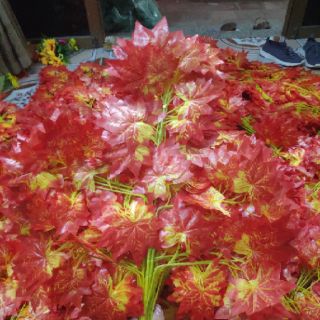 Cành phong lá đỏ