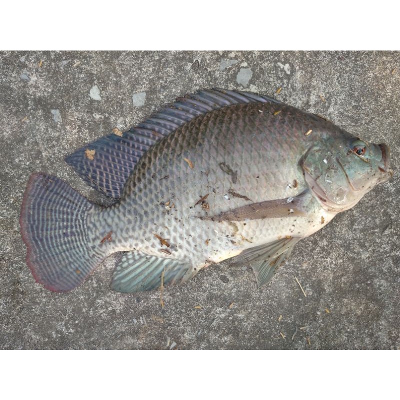 1kg Cám tanh chuẩn 20%đạm chuyên câu rô phi, diêu hồng loại siêu nhạy cá