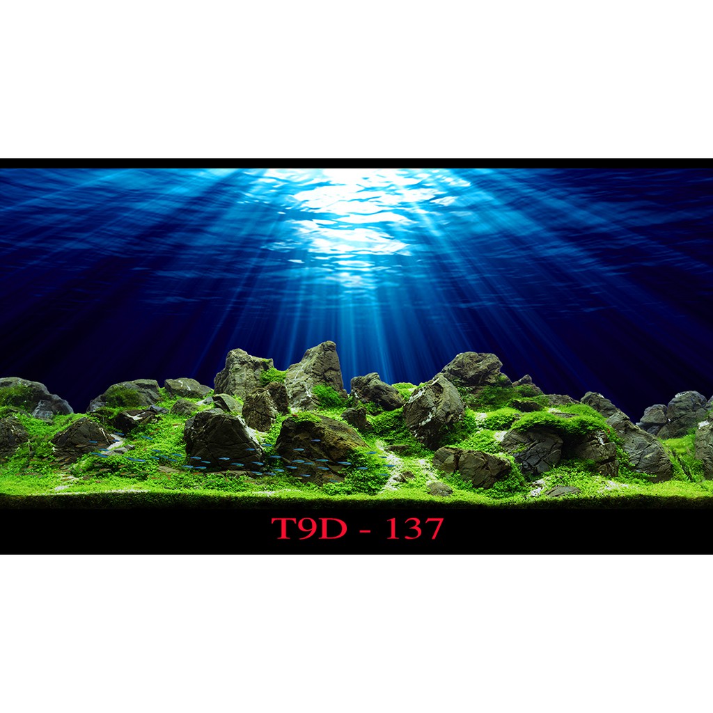 Tranh 3D cho bể cá cảnh kích thước 120x60